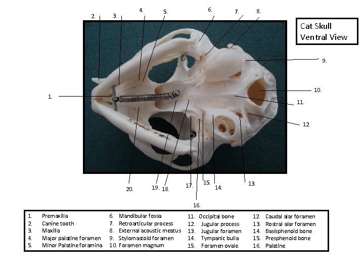 2. 4. 3. 6. 5. 8. 7. Cat Skull Ventral View 9. 10. 11.