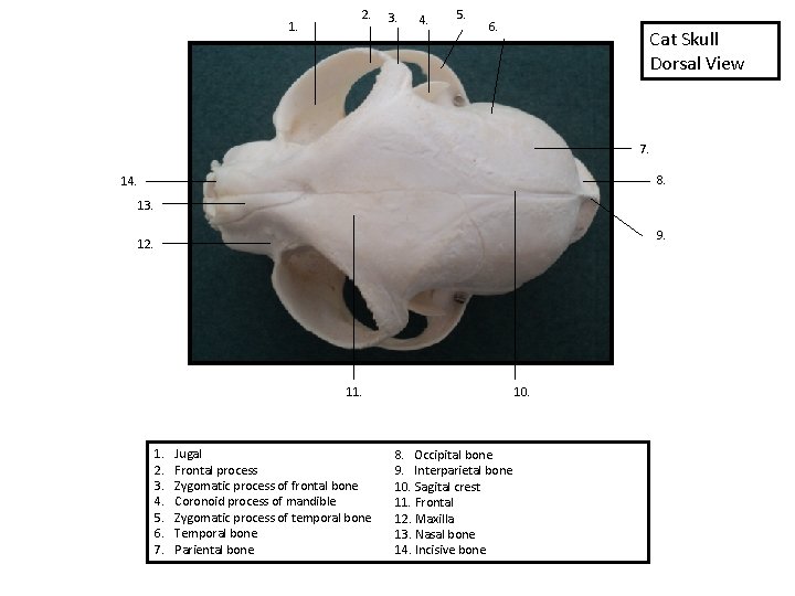 1. 2. 3. 4. 5. 6. Cat Skull Dorsal View 7. 8. 14. 13.