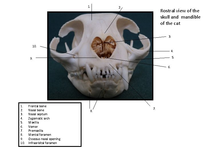 1. 2. Rostral view of the skull and mandible of the cat 3. 10.
