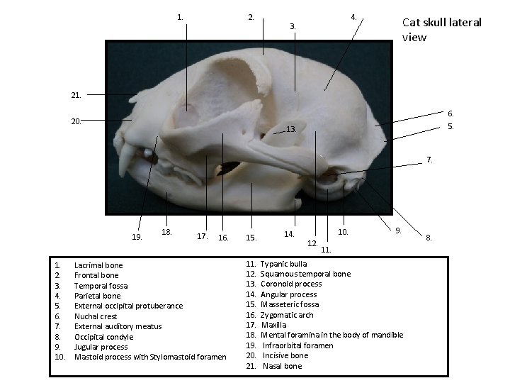 1. 2. 4. 3. Cat skull lateral view 21. 20. 6. 5. 13. 7.