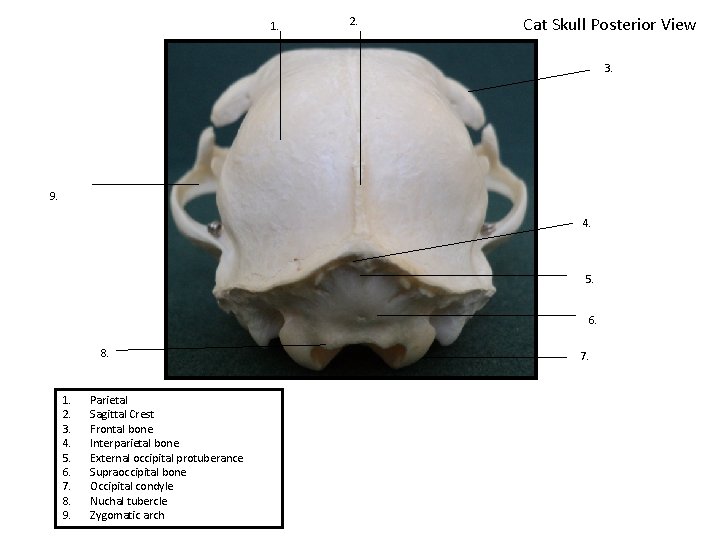 1. 2. Cat Skull Posterior View 3. 9. 4. 5. 6. 8. 1. 2.