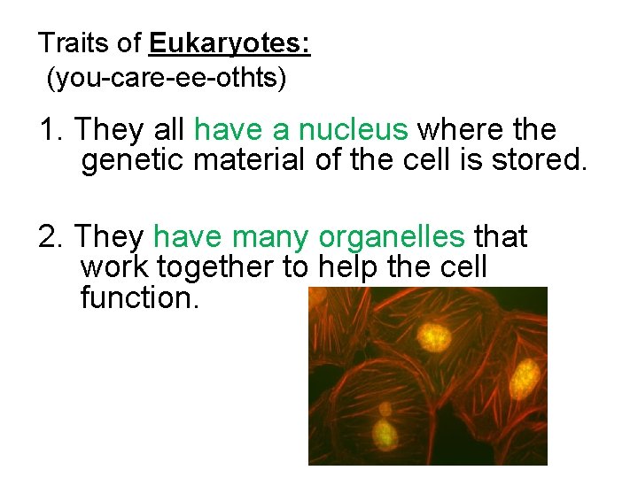 Traits of Eukaryotes: (you-care-ee-othts) 1. They all have a nucleus where the genetic material