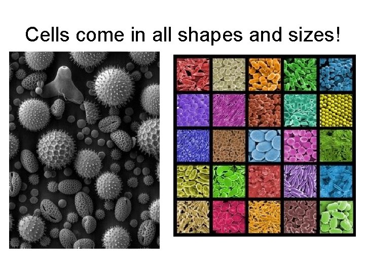 Cells come in all shapes and sizes! 