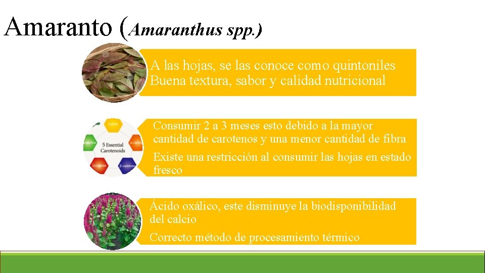 Amaranto (Amaranthus spp. ) A las hojas, se las conoce como quintoniles Buena textura,
