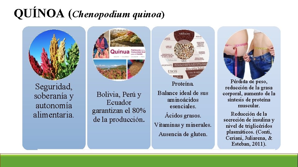  QUÍNOA (Chenopodium quinoa) Seguridad, soberanía y autonomía alimentaria. Bolivia, Perú y Ecuador garantizan