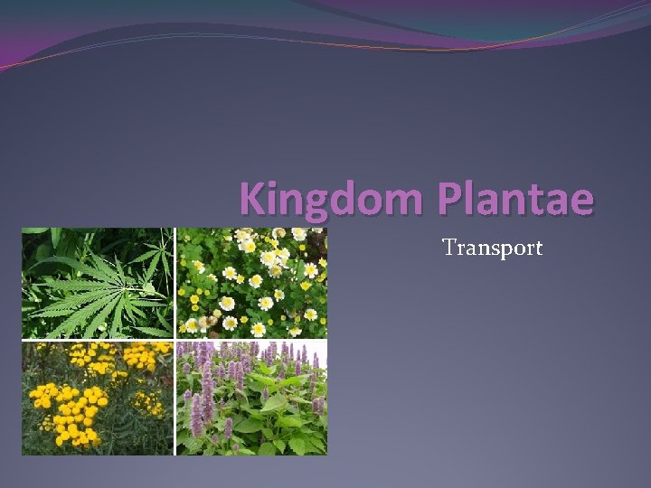 Kingdom Plantae Transport Kingdom Plantae Transport