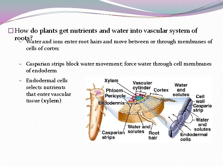 �How do plants get nutrients and water into vascular system of roots? – Water �How do plants get nutrients and water into vascular system of roots? – Water