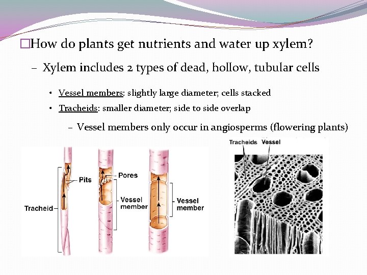 �How do plants get nutrients and water up xylem? – Xylem includes 2 types �How do plants get nutrients and water up xylem? – Xylem includes 2 types