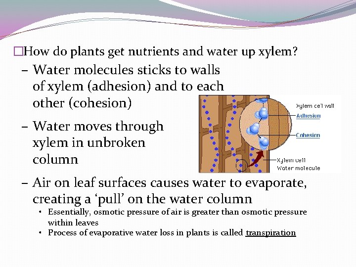 �How do plants get nutrients and water up xylem? – Water molecules sticks to �How do plants get nutrients and water up xylem? – Water molecules sticks to