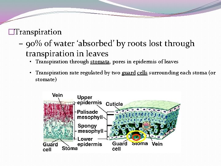 �Transpiration – 90% of water ‘absorbed’ by roots lost through transpiration in leaves • �Transpiration – 90% of water ‘absorbed’ by roots lost through transpiration in leaves •