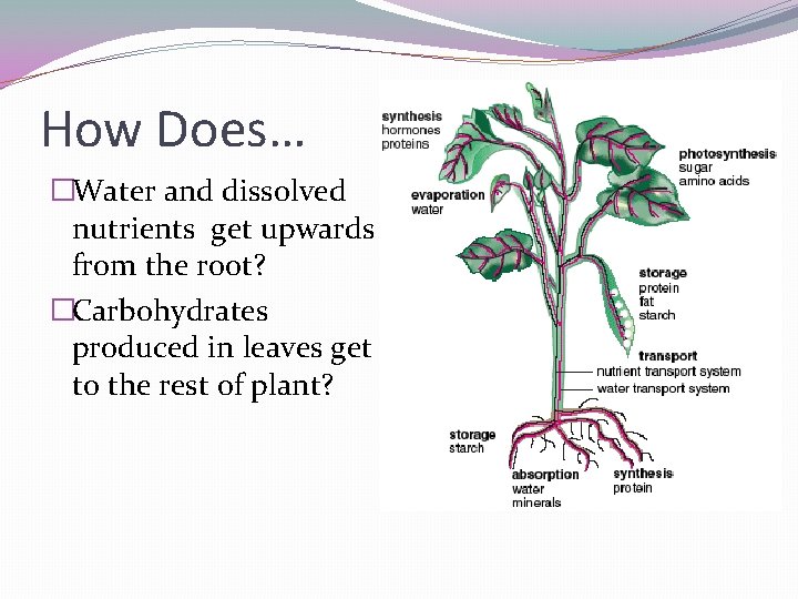 Kingdom Plantae Transport How Does Water and dissolved