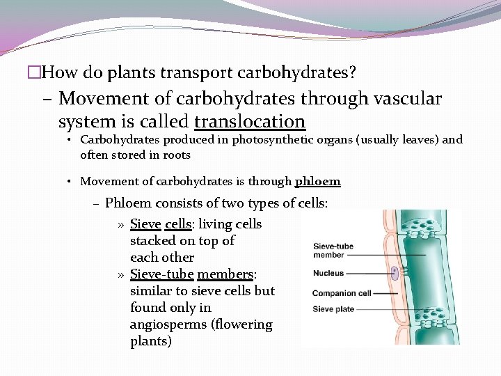�How do plants transport carbohydrates? – Movement of carbohydrates through vascular system is called �How do plants transport carbohydrates? – Movement of carbohydrates through vascular system is called