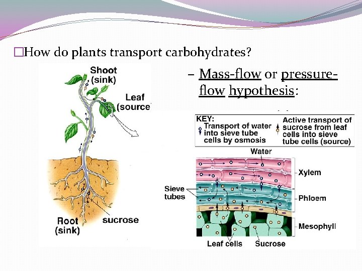 �How do plants transport carbohydrates? – Mass-flow or pressureflow hypothesis: �How do plants transport carbohydrates? – Mass-flow or pressureflow hypothesis: