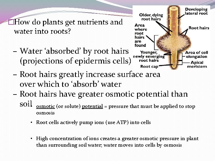 �How do plants get nutrients and water into roots? – Water ‘absorbed’ by root �How do plants get nutrients and water into roots? – Water ‘absorbed’ by root