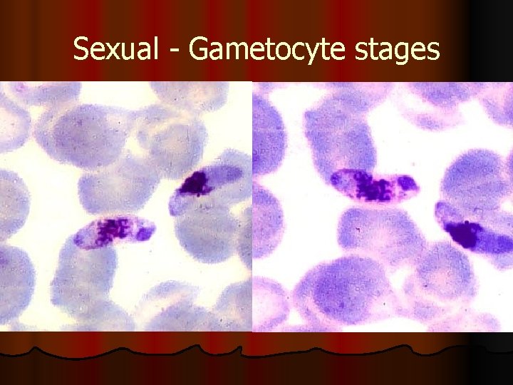 Sexual - Gametocyte stages 