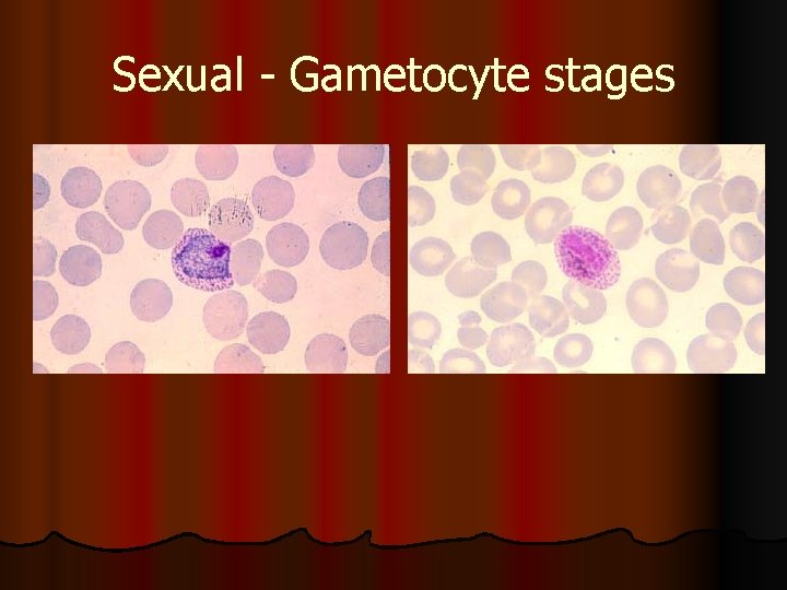 Sexual - Gametocyte stages 