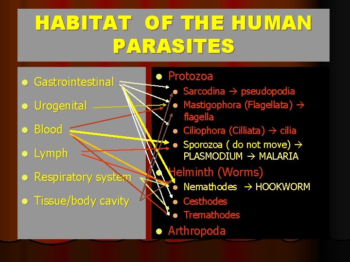 HABITAT OF THE HUMAN PARASITES l Protozoa l Gastrointestinal l Urogenital l l Blood