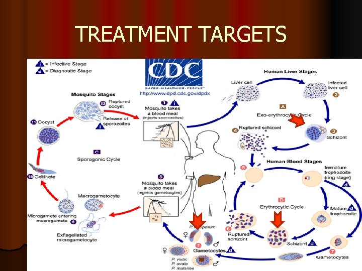 TREATMENT TARGETS 