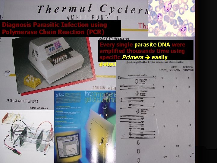 Diagnosis Parasitic Infection using Polymerase Chain Reaction (PCR) Every single parasite DNA were amplified