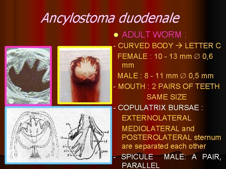 Ancylostoma duodenale l ADULT WORM : - CURVED BODY LETTER C FEMALE : 10