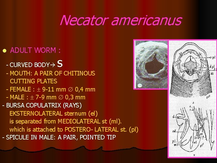 Necator americanus l ADULT WORM : s - CURVED BODY - MOUTH: A PAIR