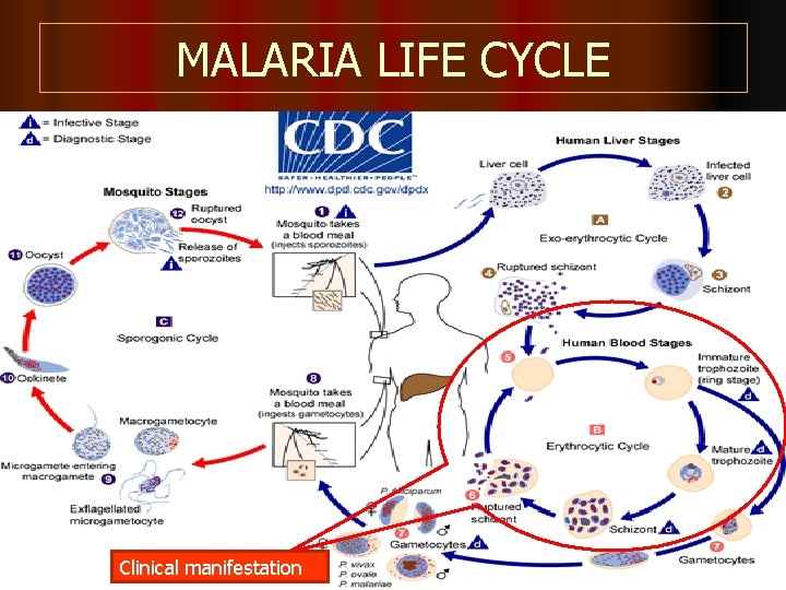 MALARIA LIFE CYCLE Clinical manifestation 