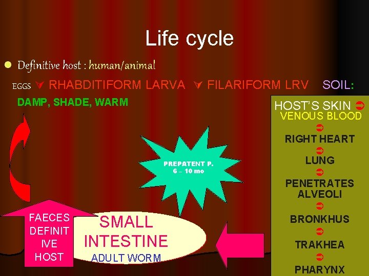 Life cycle l Definitive host : human/animal EGGS RHABDITIFORM LARVA FILARIFORM LRV DAMP, SHADE,