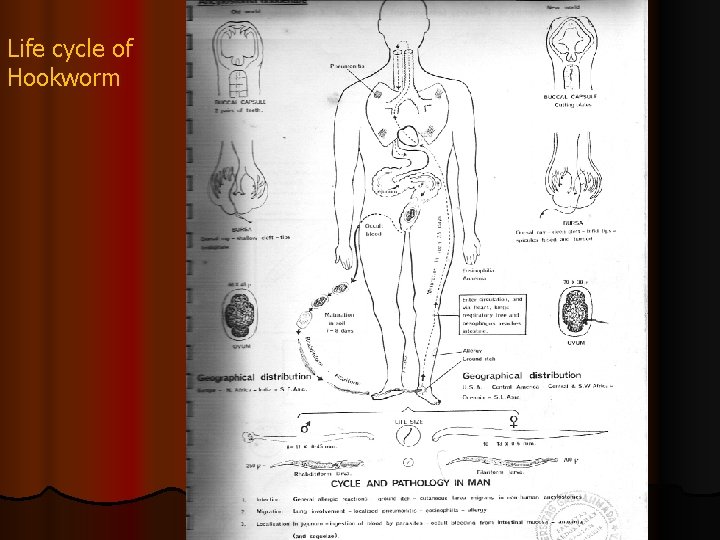 Life cycle of Hookworm 