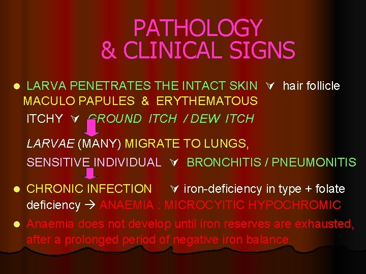 PATHOLOGY & CLINICAL SIGNS l LARVA PENETRATES THE INTACT SKIN hair follicle MACULO PAPULES