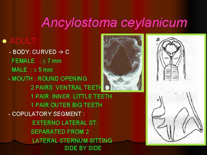 Ancylostoma ceylanicum l ADULT : - BODY: CURVED C FEMALE : 7 mm MALE