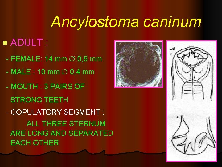 Ancylostoma caninum l ADULT : - FEMALE: 14 mm 0, 6 mm - MALE