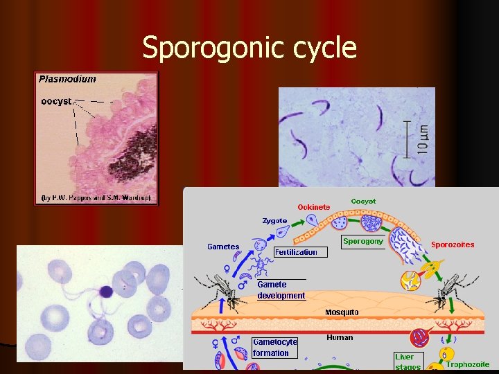 Sporogonic cycle 