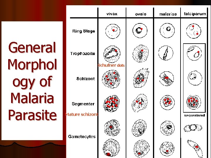 General Morphol ogy of Malaria Parasite Schufner dots Mature schizont 