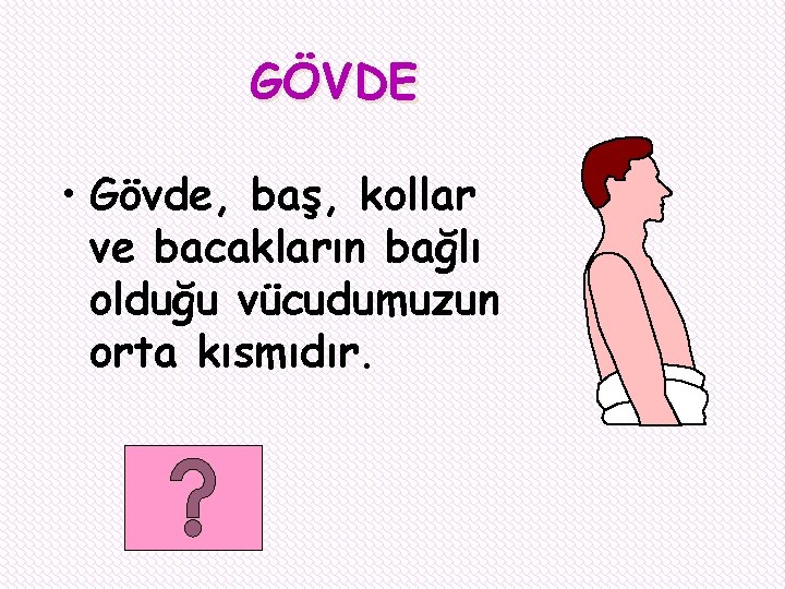 GÖVDE • Gövde, baş, kollar ve bacakların bağlı olduğu vücudumuzun orta kısmıdır. 