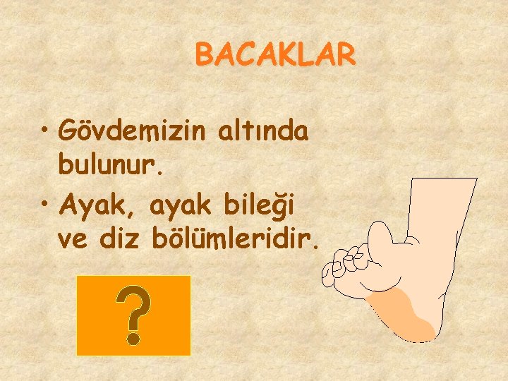 BACAKLAR • Gövdemizin altında bulunur. • Ayak, ayak bileği ve diz bölümleridir. 