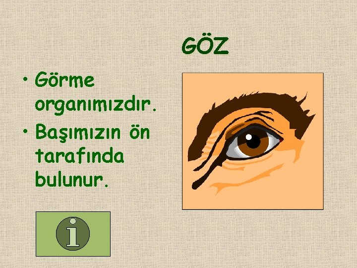 GÖZ • Görme organımızdır. • Başımızın ön tarafında bulunur. GÖZ • Görme organımızdır. • Başımızın ön tarafında bulunur.