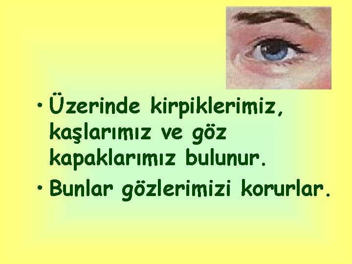  • Üzerinde kirpiklerimiz, kaşlarımız ve göz kapaklarımız bulunur. • Bunlar gözlerimizi korurlar. 