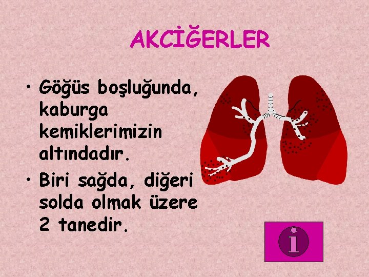 AKCİĞERLER • Göğüs boşluğunda, kaburga kemiklerimizin altındadır. • Biri sağda, diğeri solda olmak üzere