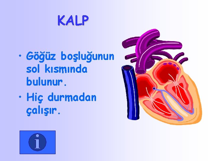 KALP • Göğüz boşluğunun sol kısmında bulunur. • Hiç durmadan çalışır. 