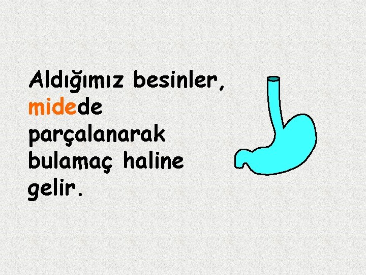 Aldığımız besinler, midede parçalanarak bulamaç haline gelir. 