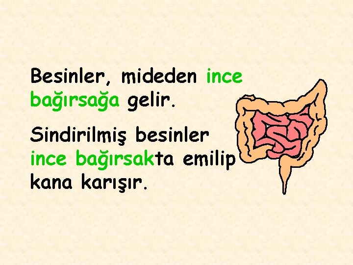 Besinler, mideden ince bağırsağa gelir. Sindirilmiş besinler ince bağırsakta emilip kana karışır. 