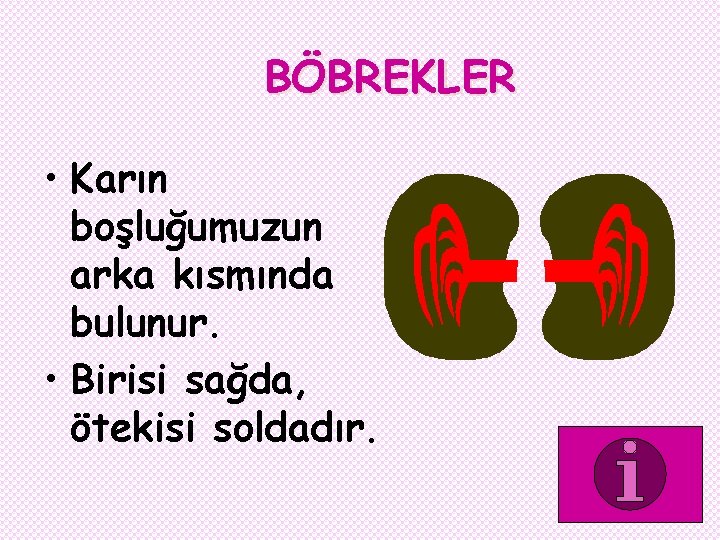 BÖBREKLER • Karın boşluğumuzun arka kısmında bulunur. • Birisi sağda, ötekisi soldadır. BÖBREKLER • Karın boşluğumuzun arka kısmında bulunur. • Birisi sağda, ötekisi soldadır.