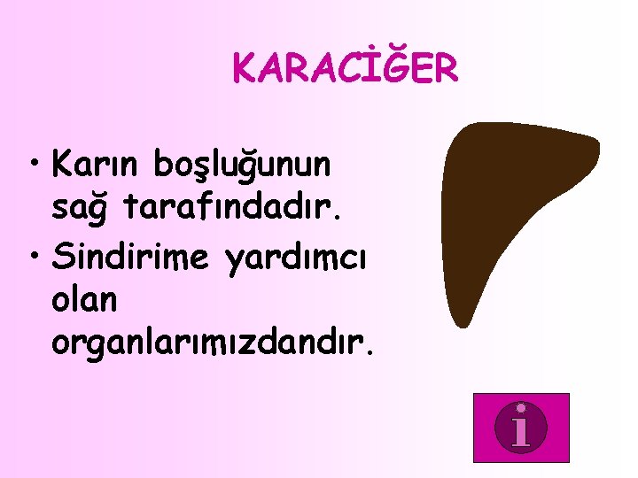 KARACİĞER • Karın boşluğunun sağ tarafındadır. • Sindirime yardımcı olan organlarımızdandır. 