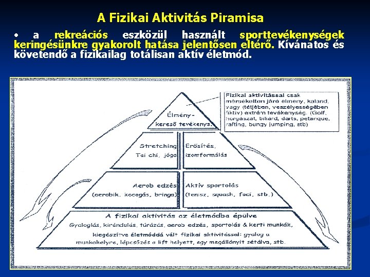 A Fizikai Aktivitás Piramisa • a rekreációs eszközül használt sporttevékenységek keringésünkre gyakorolt hatása jelentősen