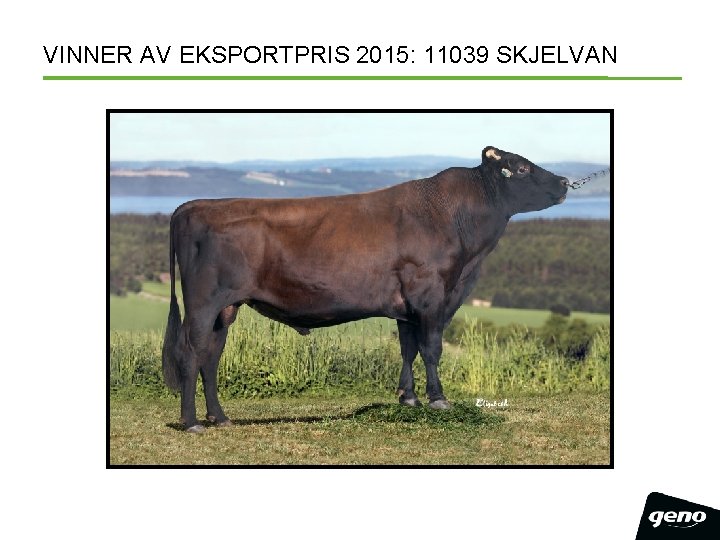 VINNER AV EKSPORTPRIS 2015: 11039 SKJELVAN 