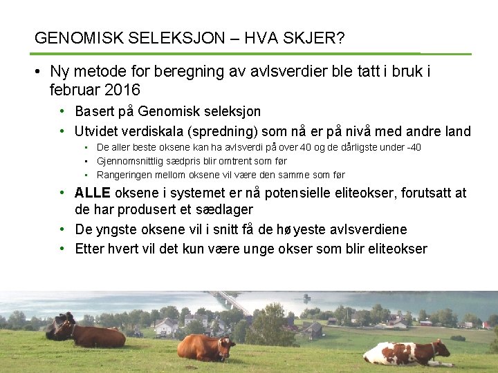 GENOMISK SELEKSJON – HVA SKJER? • Ny metode for beregning av avlsverdier ble tatt