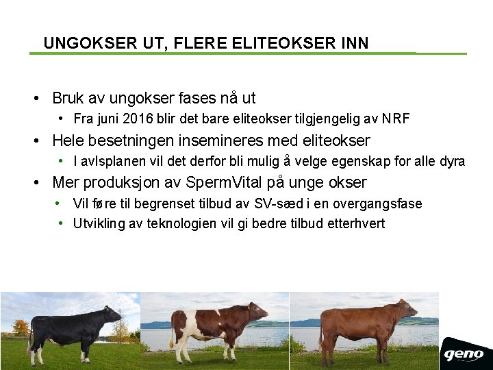 UNGOKSER UT, FLERE ELITEOKSER INN • Bruk av ungokser fases nå ut • Fra