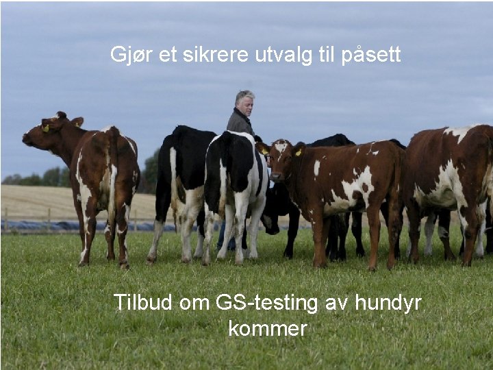 Gjør et sikrere utvalg til påsett Tilbud om GS-testing av hundyr kommer 