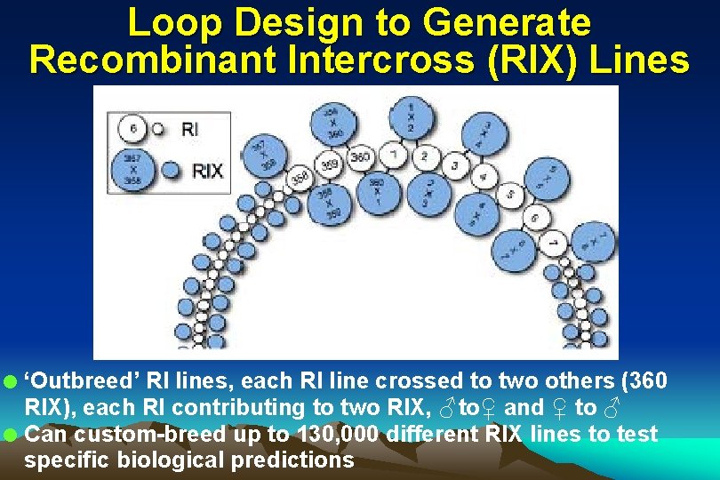 Loop Design to Generate Recombinant Intercross (RIX) Lines ‘Outbreed’ RI lines, each RI line