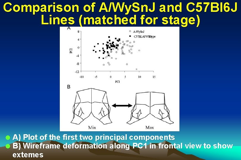 Comparison of A/Wy. Sn. J and C 57 Bl 6 J Lines (matched for